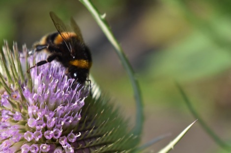 Bumblebee feeding on a purple teasel flower